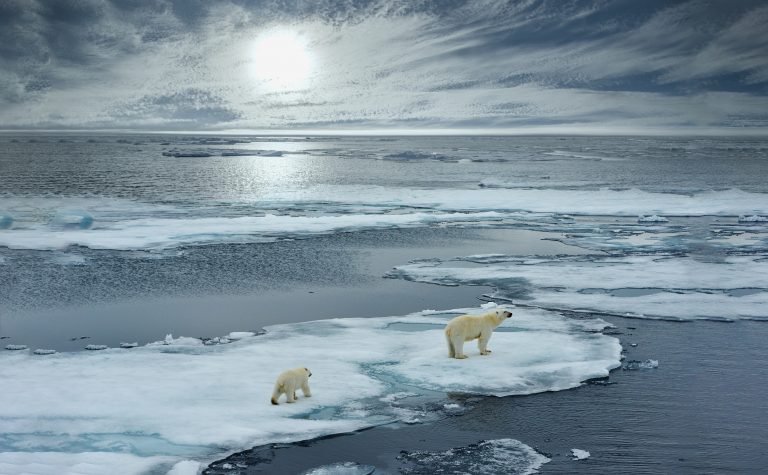 В России хотят пересчитать всех белых медведей до 2023 года