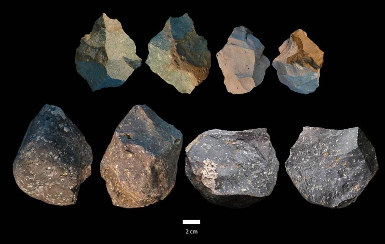 Первые представители Homo erectus умели делать орудия труда разной сложности