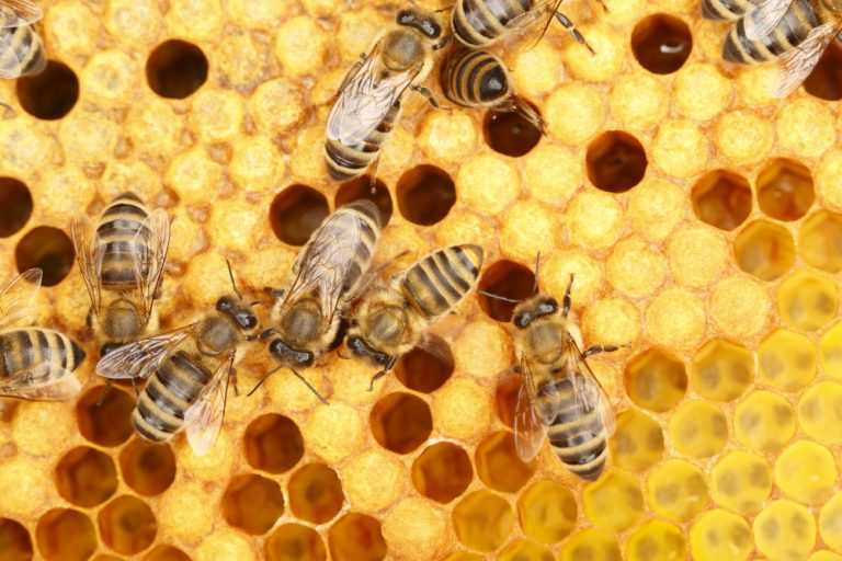 Пчелы из разных регионов не поймут друг друга: они разговаривают на разных диалектах