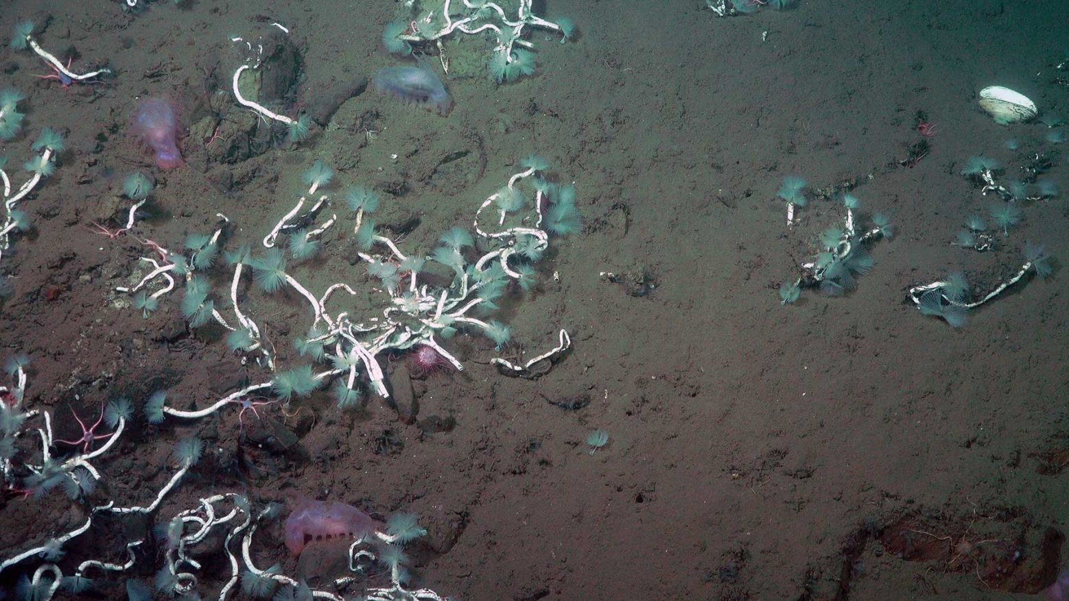 Исследование: глубоководные черви и бактерии объединяются для сбора метана