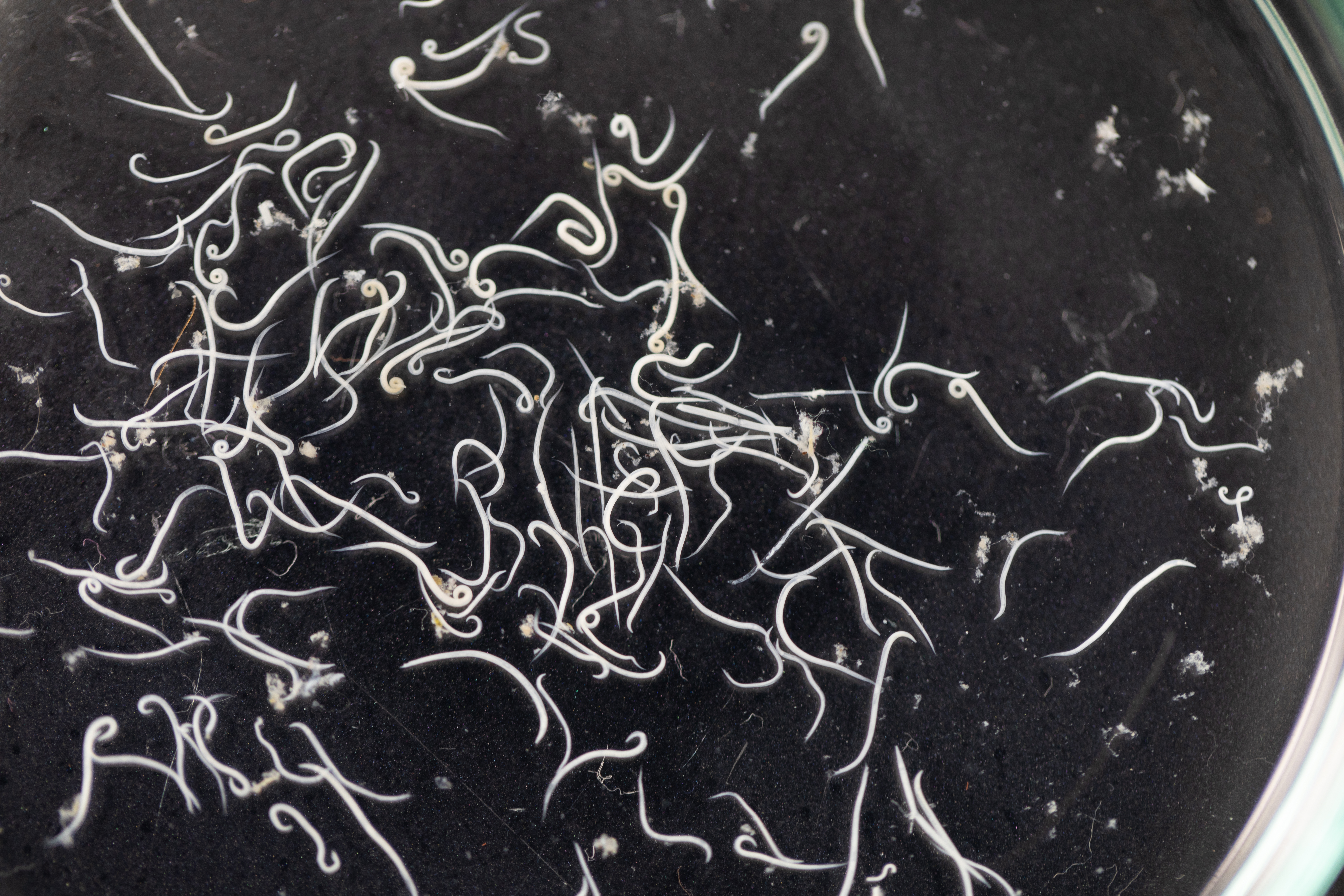 Личинки червя-паразита могут вылечить человечество от астмы