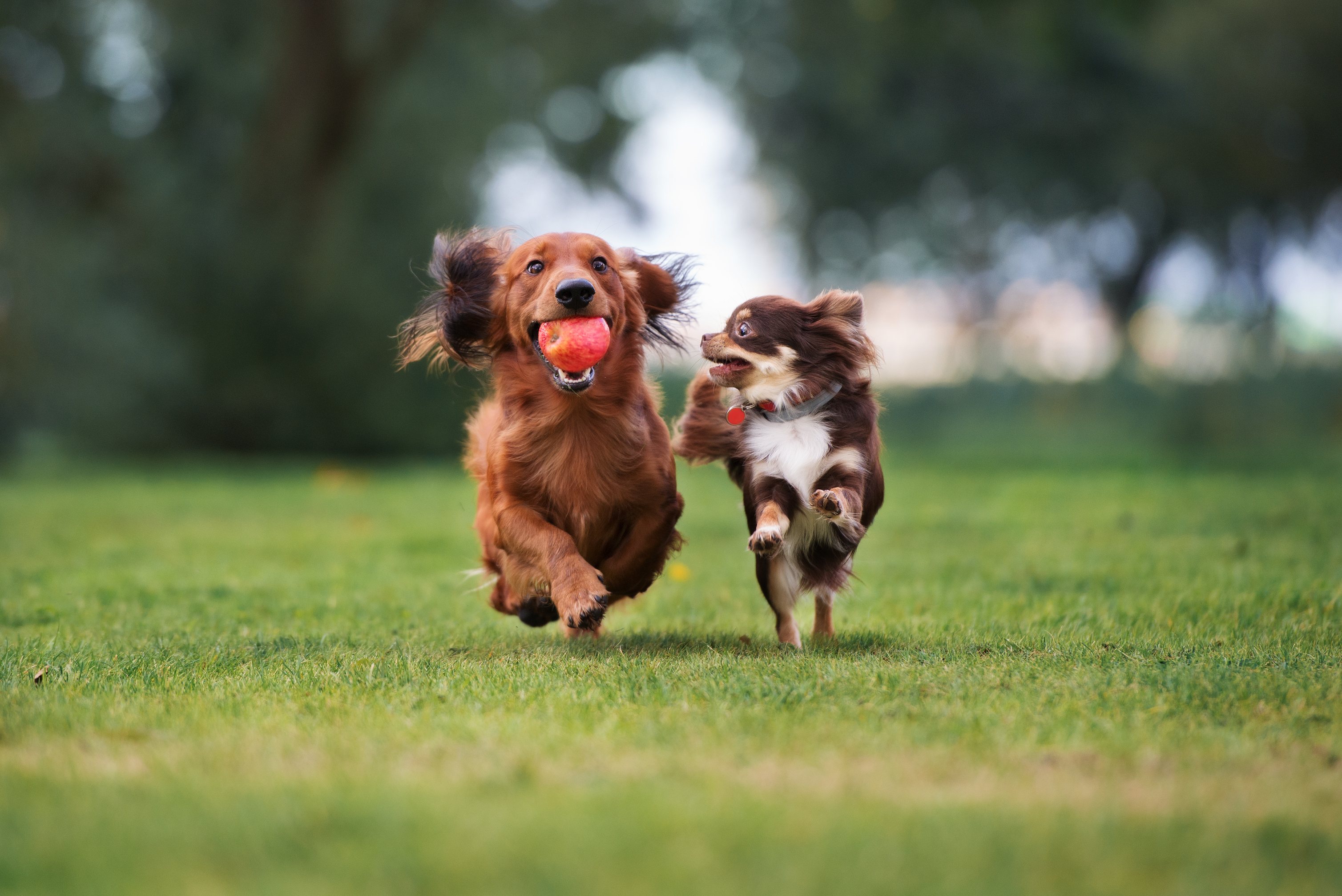 Валера бежит за щенком со скоростью. Собака бежит. Международный день собак. Веселая собака. Веселый щенок.