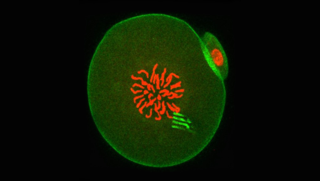 Нанодатчик внутри яйцеклетки проследил за формированием эмбриона