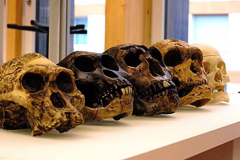 Найден самый древний Homo Sapiens в Европе. Ему больше 45 тысяч лет!