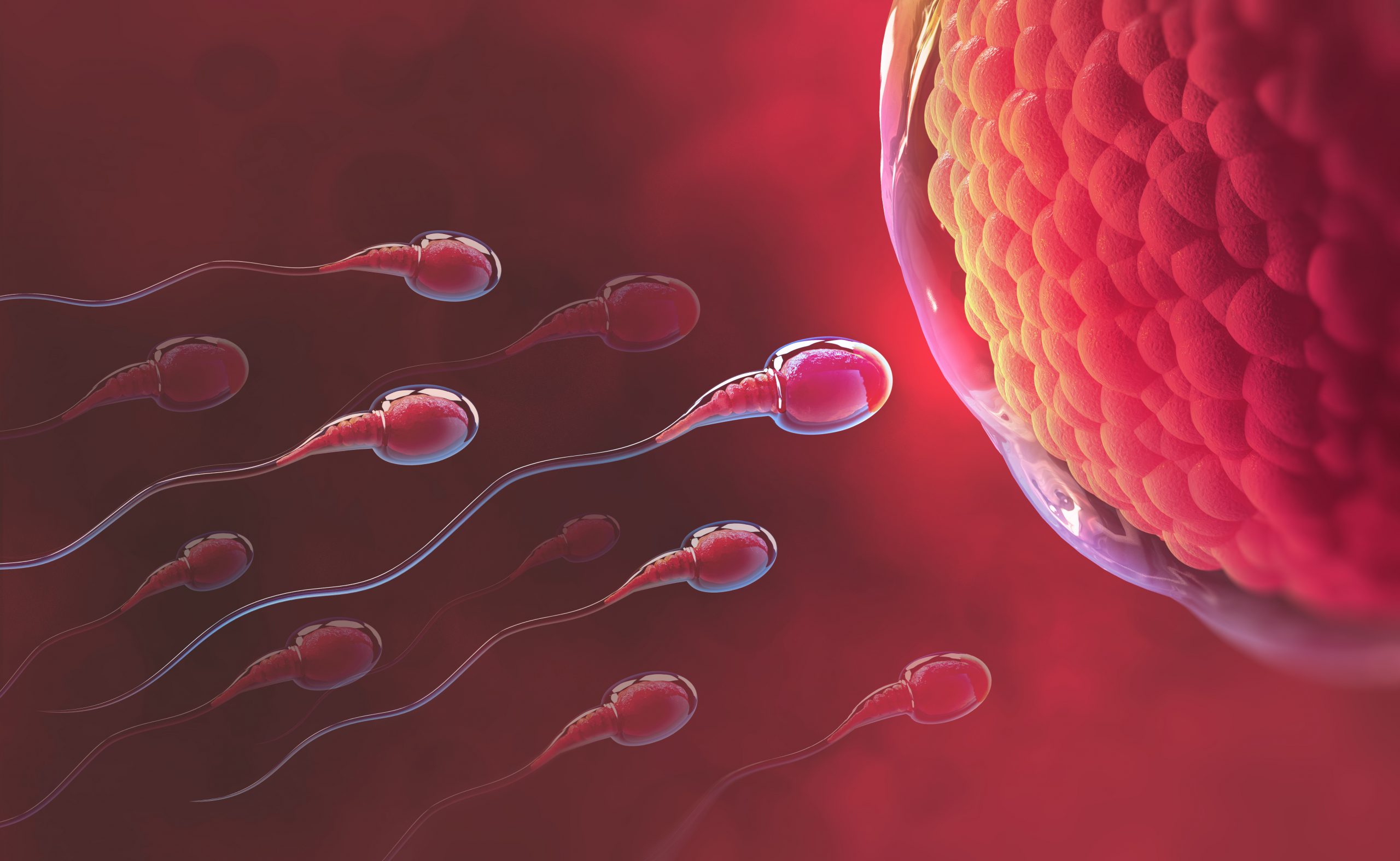Как сперматозоид добирается до клетки? — 1 ответов | форум Babyblog