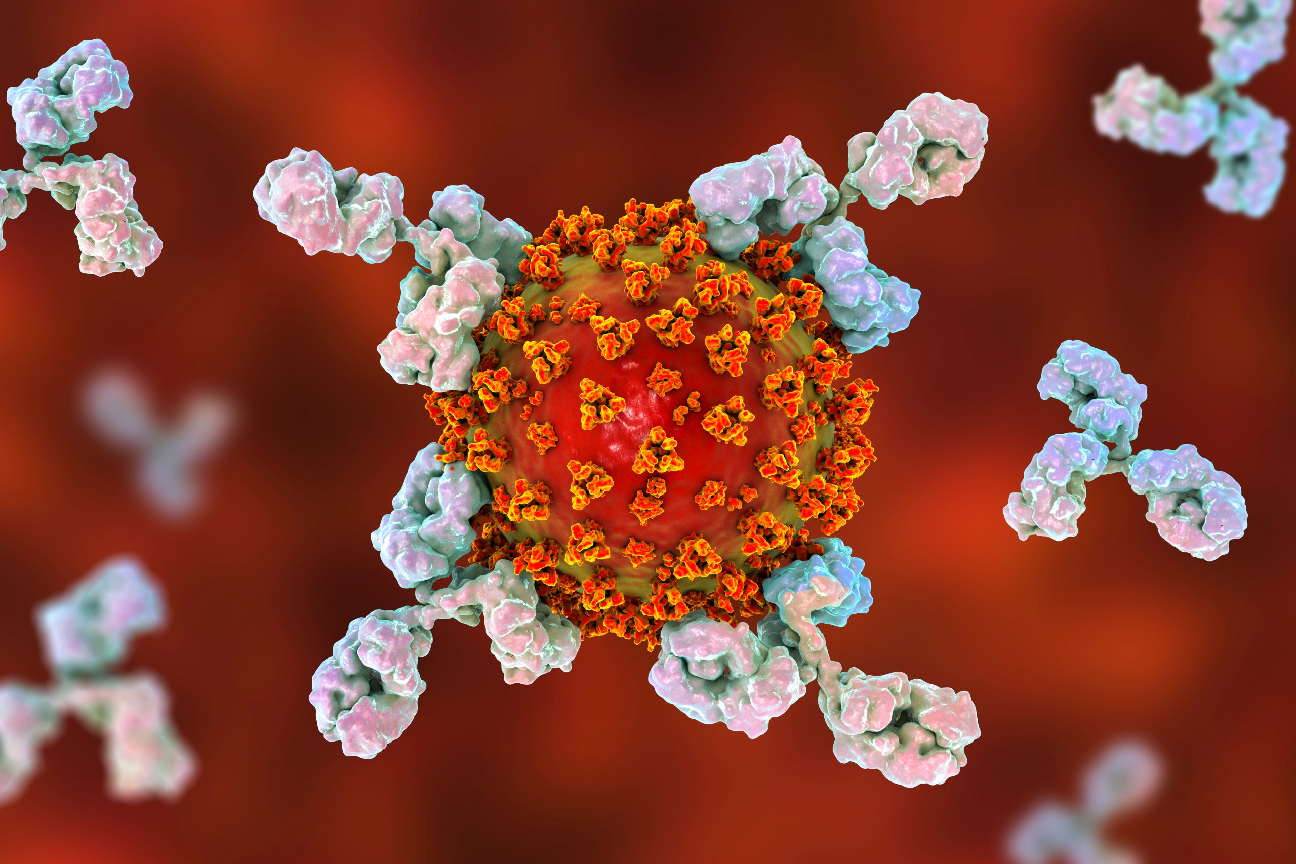 K virus. Антитела к коронавирусу под микроскопом. Вирус ковид. Антитела. Антитела под микроскопом.