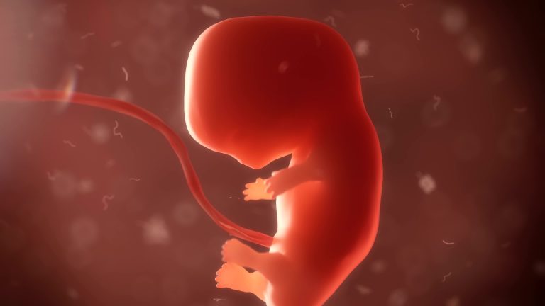 Биологи создали из стволовых клеток модель эмбриона человека