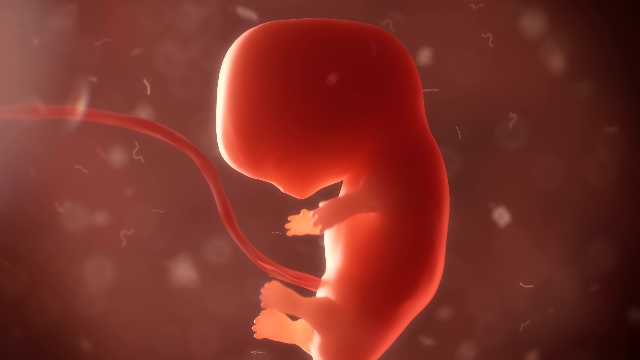 Эмбрион Человека Фото
