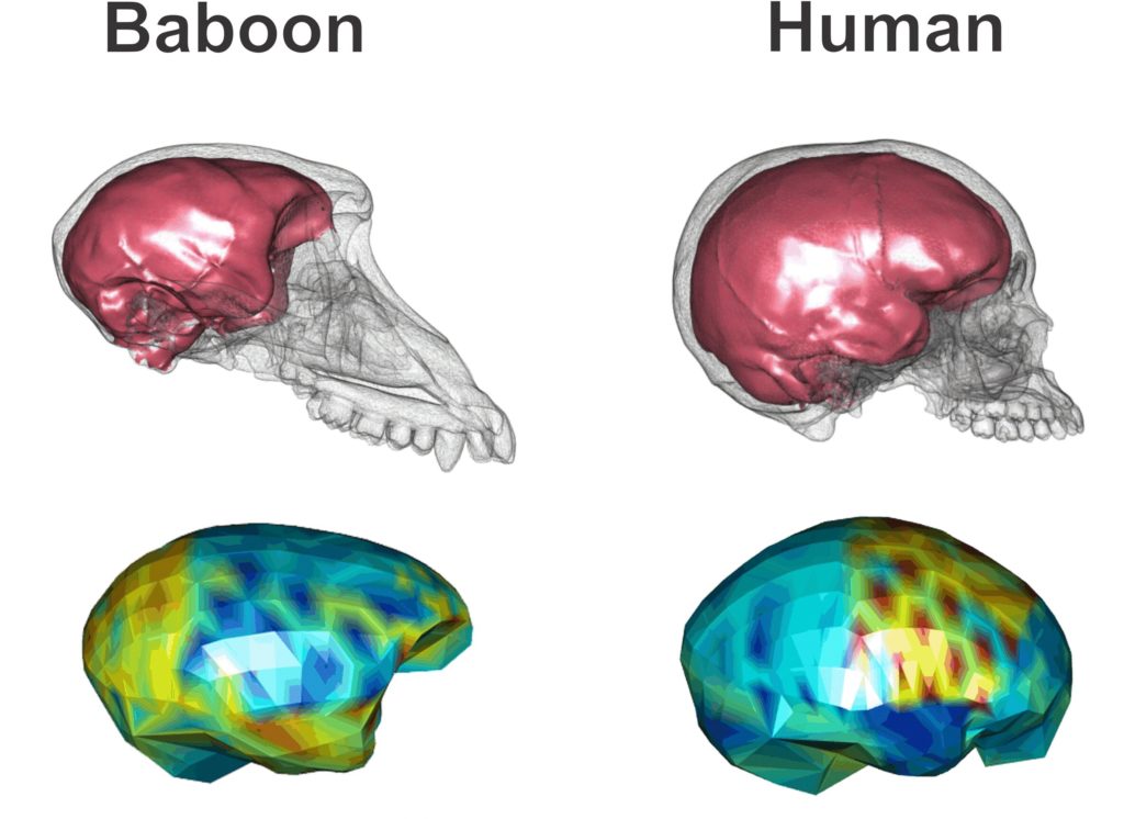 Сколько различий между картинками brain