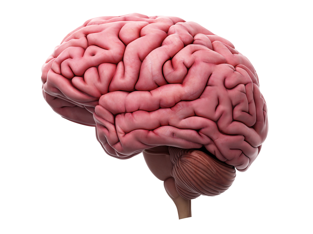 Исследование: человеческий мозг эволюционирует правильную и более крупную  форму