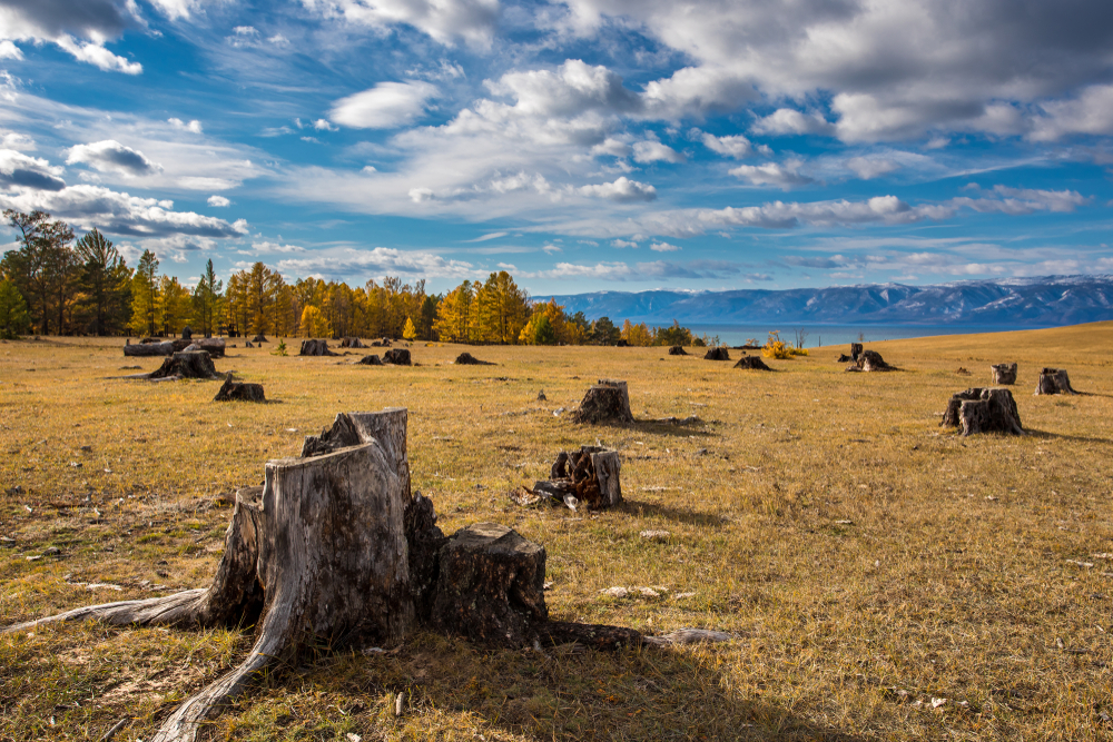 Шагающие деревья на байкале фото