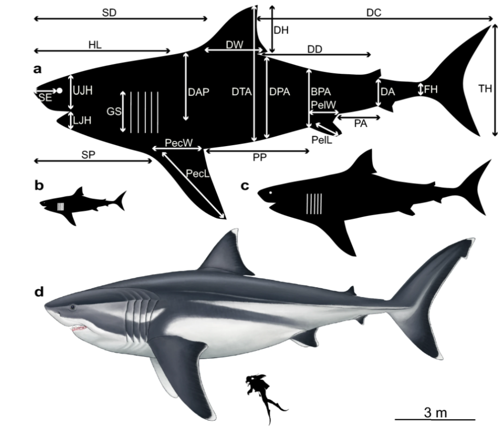 Какой длины акула. Размер МЕГАЛОДОНА И белой акулы. Отодус МЕГАЛОДОН. Кархародон МЕГАЛОДОН Размеры. МЕГАЛОДОН акула Размеры.