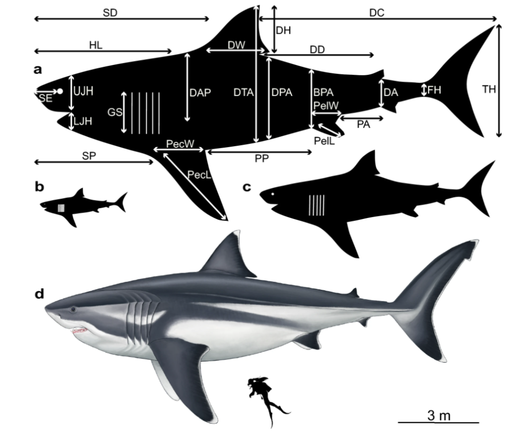 Мегалодон акула фото в реальности