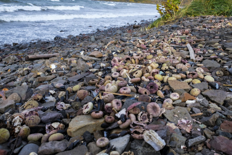 Во всем виноваты водоросли? Почему рано закрывать дело о катастрофе на Камчатке