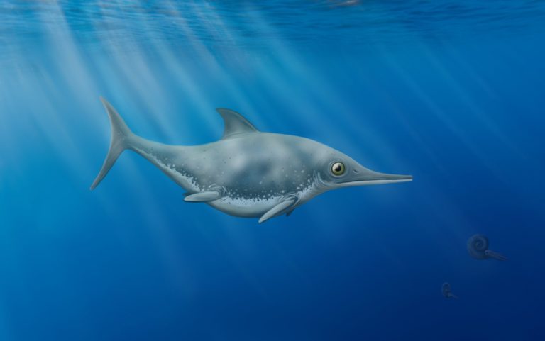 Доисторический морской «дракон» из Ла-Манша оказался новым видом