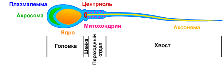 Морфология сперматозоидов по строгим критериям Крюгера