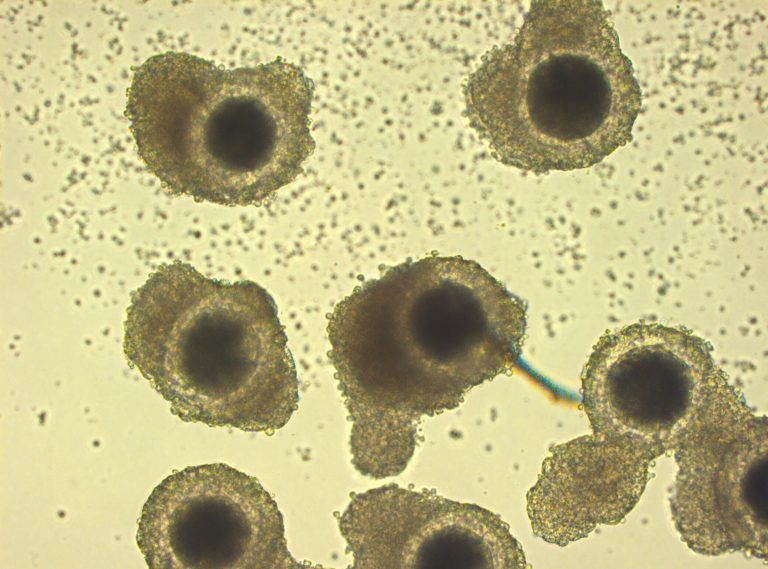 Cозданы первые эмбрионы in-vitro из половых клеток африканского льва
