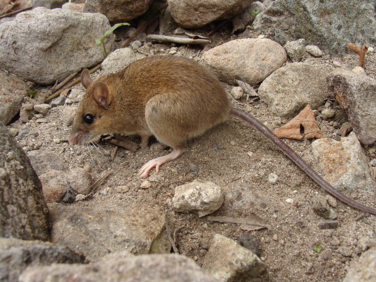 Вулканическая мышь считалась вымершей после извержения, но оказалась живой