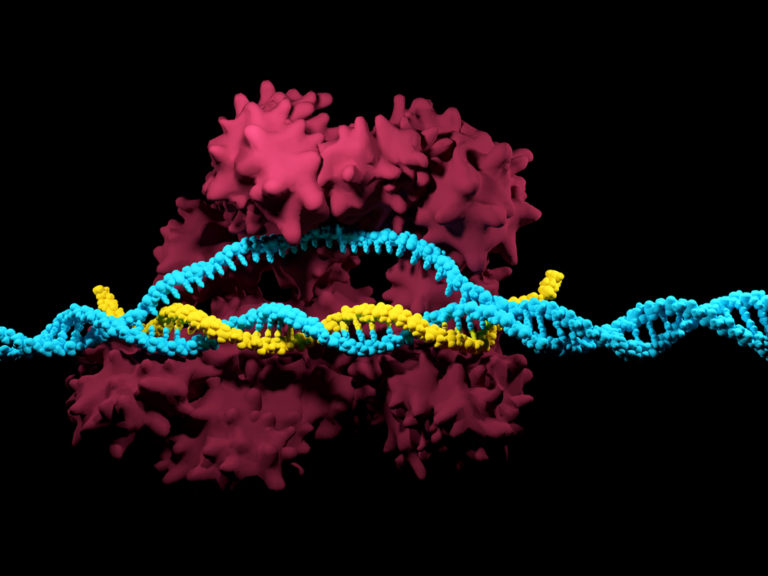 Инструмент редактирования генома TALEN превосходит CRISPR-Cas9 в 5 раз