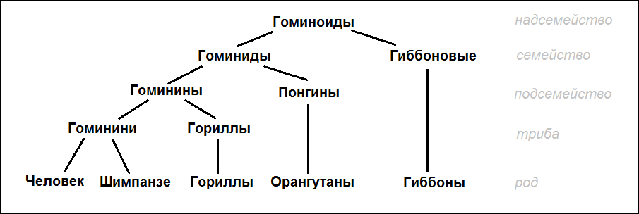 Схема эволюции семейства гоминид