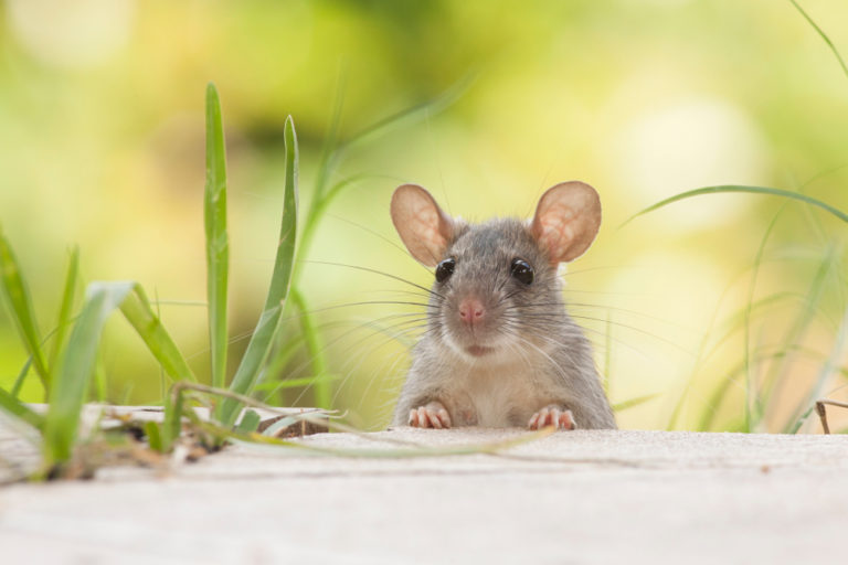 Ученые увидели in vivo движение автономных нанороботов внутри организма