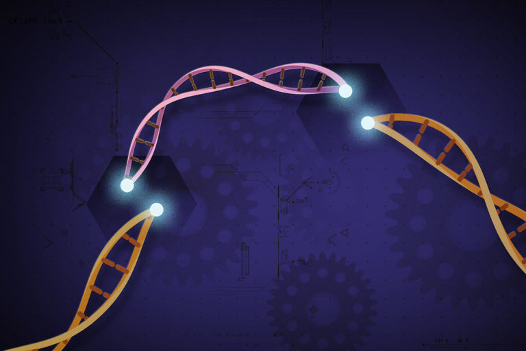 Ученые сообщают о шести новых вариантах CRISPR-Cas12a в растениях