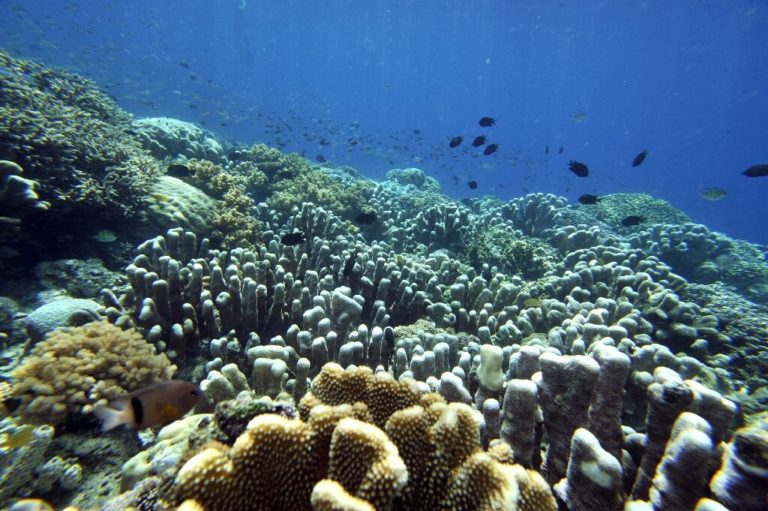 Изменения климата смещают морскую жизнь от экватора к полюсам