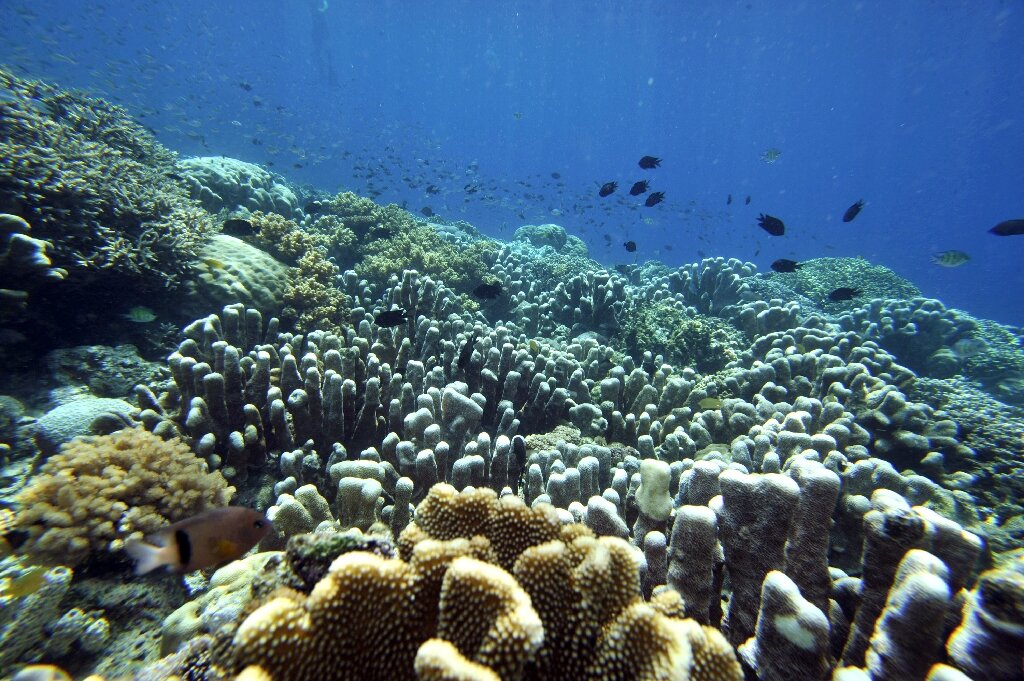 Изучите фрагмент экосистемы океана представленный. Обесцвечивание коралловых рифов. Экосистема океана. Папуа новая Гвинея рифы. Люди живущие возле рифов.
