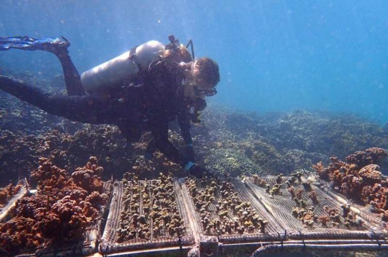 Устойчивые к изменению климата кораллы могут спасти пострадавшие рифы