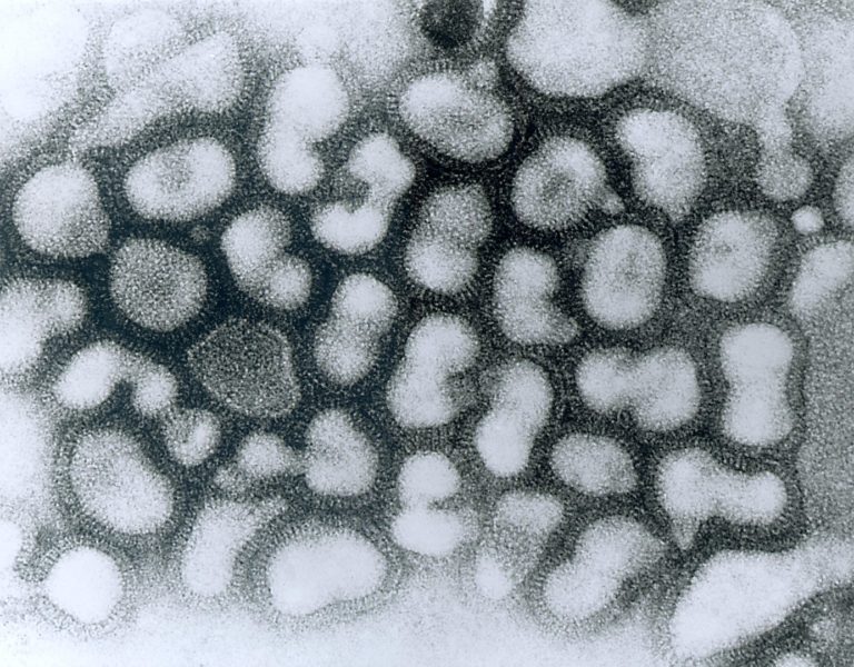 В Китае нашли первый случай заболевания человека птичьим гриппом H10N3