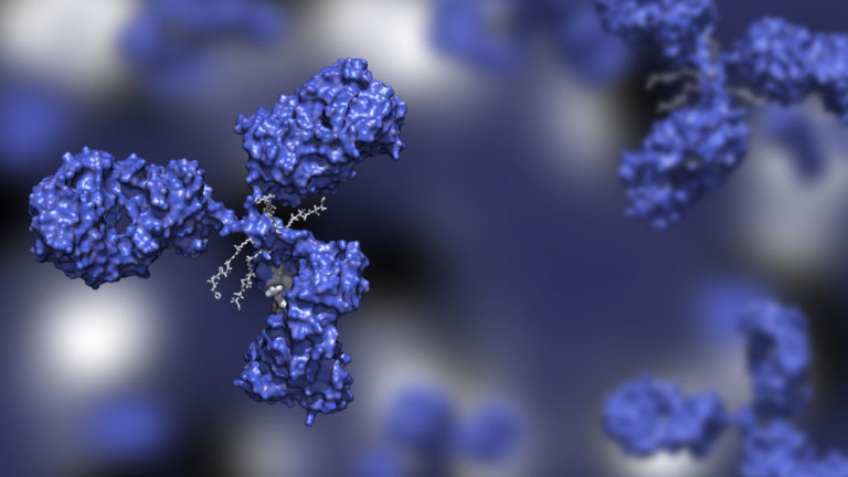 Иммунитет из пробирки: как ученые искусственно создают антитела против SARS-CoV-2