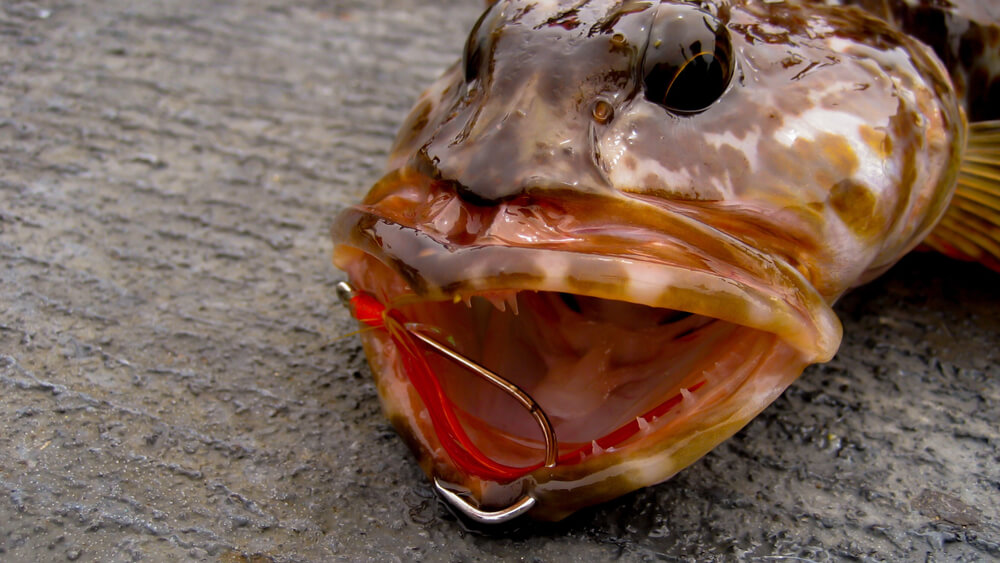 CodyCross - Небольшая хищная рыба с острыми зубами Oтвет