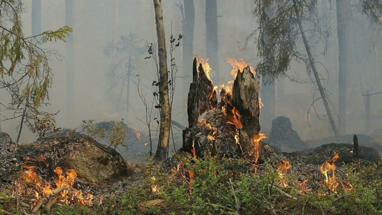 Неандертальцы жгли костры и вырубали деревья: это изменило экосистемы 125 000 лет назад