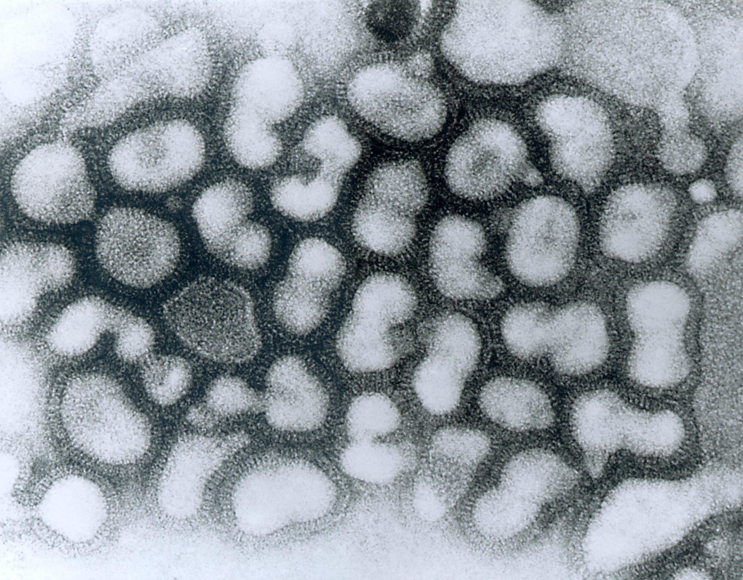 Ученые нашли слабое место респираторных вирусов