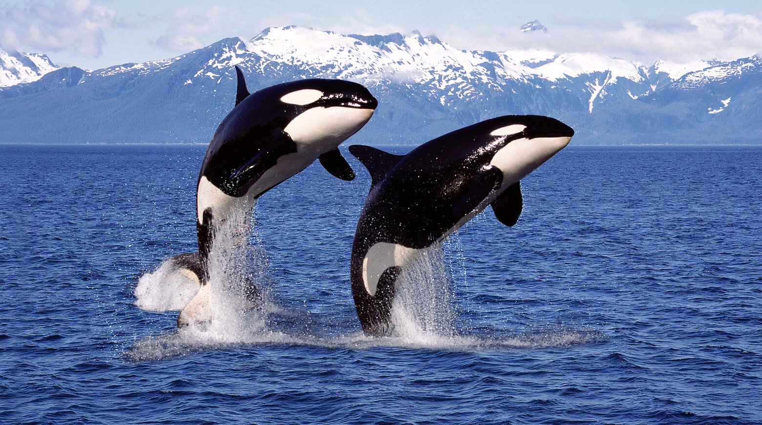 Ученые выяснили, что косатки способны убивать и поедать взрослых синих китов