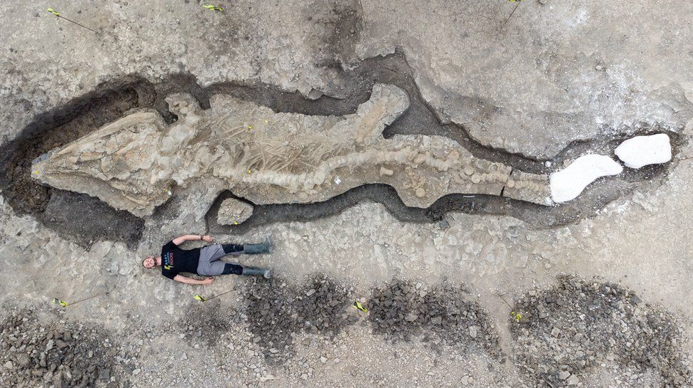 Останки огромного ихтиозавра случайно нашли в Англии. Они весят больше тонны