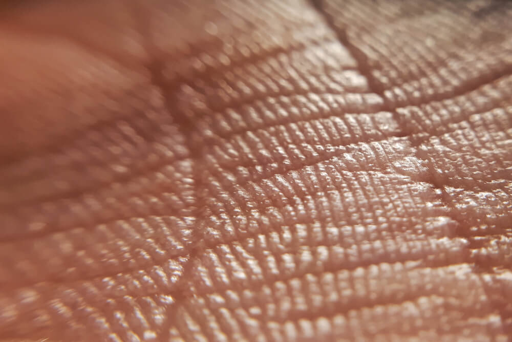 Вид отпечатков пальцев связан с генами, серьезно влияющими на развитие плода