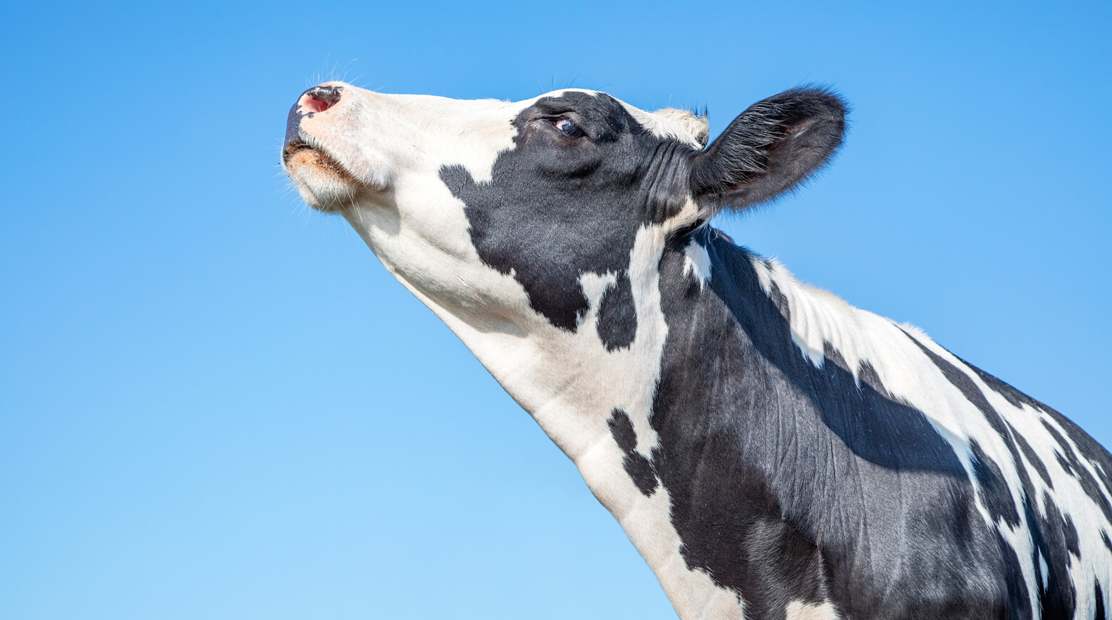 Латвийские голубые коровы спасены от вымирания