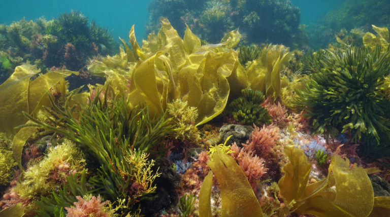 Исследователи получили электричество из морских водорослей