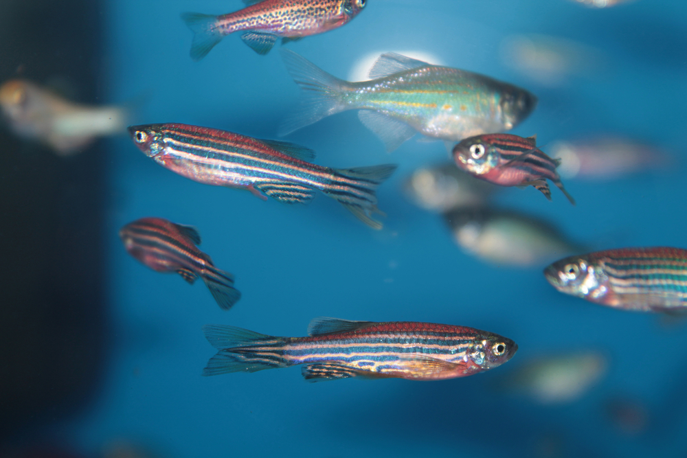 Ученые запечатлели, как формируются воспоминания в мозге живой рыбы