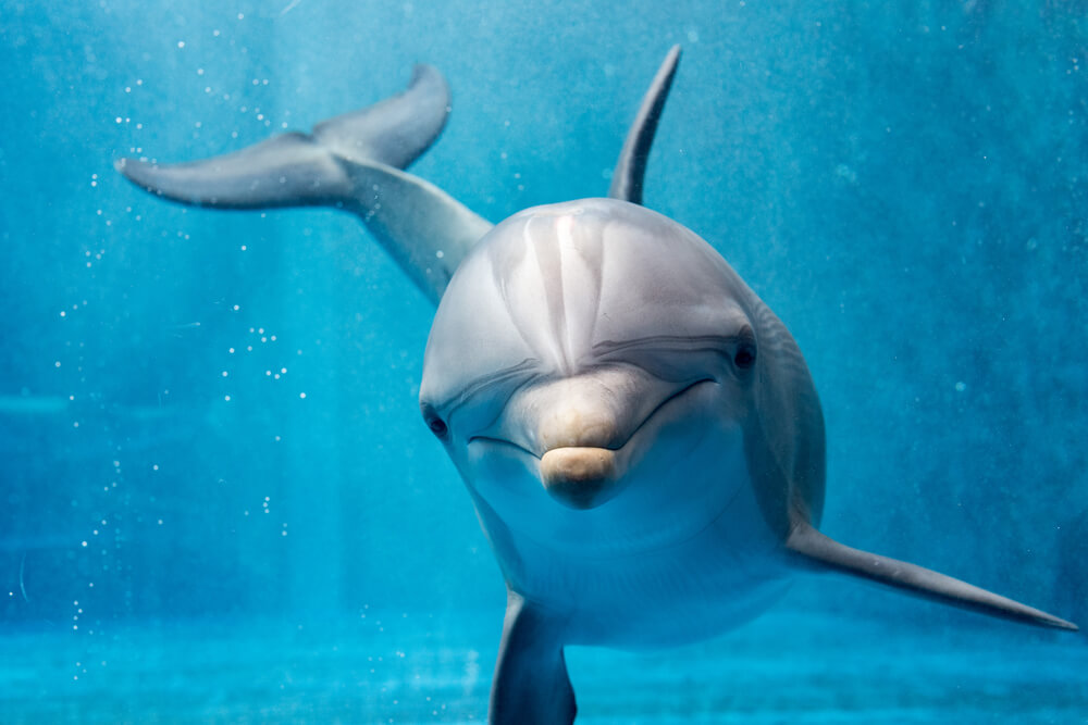 У самок дельфинов нашли клитор. Он работает так же как и человеческий