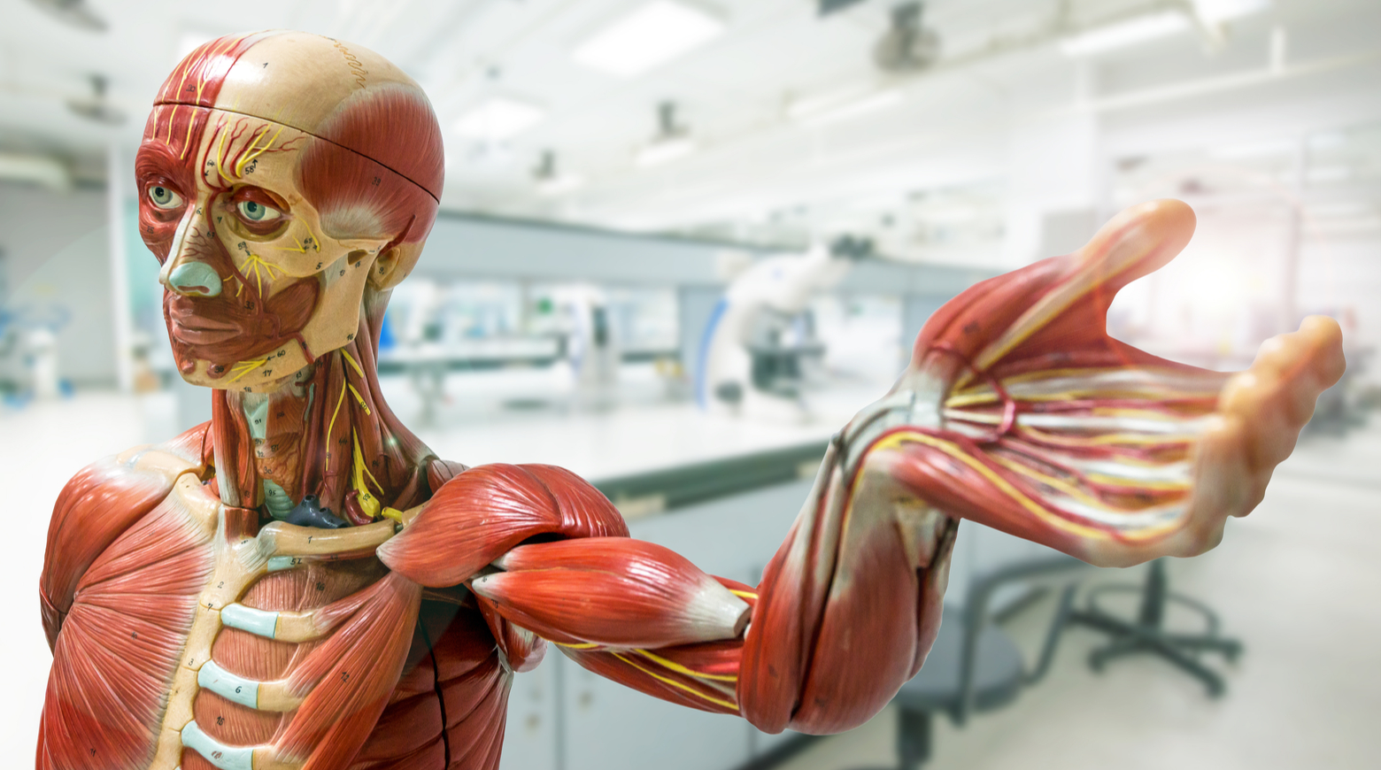 10 вопросов об анатомии, которые спрашивают дети: пересадка мозга в андроида, симбионты человека и суперзрение