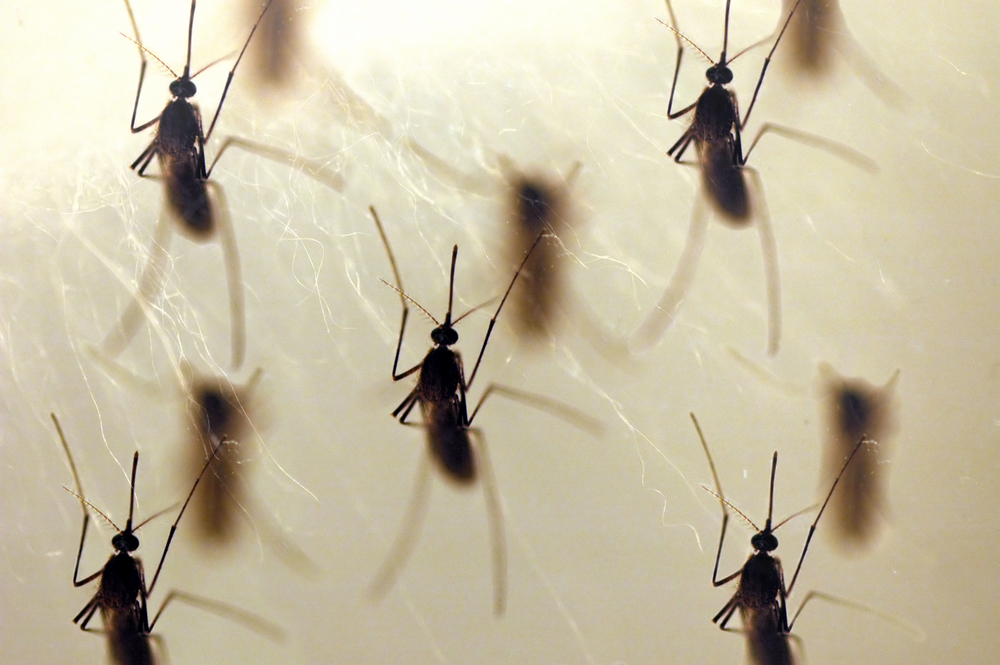 С малярийными комарами будут бороться с помощью сока свеклы. Он заменит пестициды