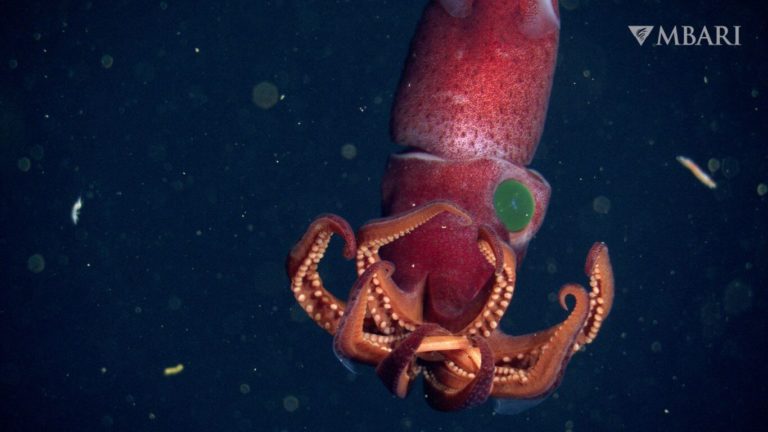 Странного кальмара с разными глазами нашли в «сумеречной зоне» океана
