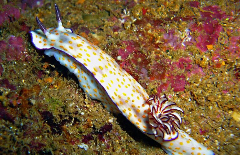 Яд морских улиток оказался способен заменить морфий