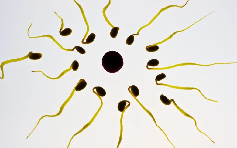 сколько спермы вырабатывается за жизнь | Дзен