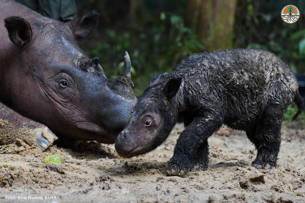 Сколько детенышей носорога родилось в 2001 году. Суматранский носорог, Индонезия. Суматранский носорог спаривания. Суматранский носорог детеныш. Родился суматранский носорог.
