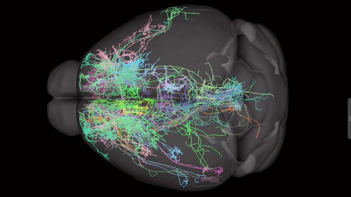 В Китае создали крупнейшую цифровую модель мышиного мозга из 6 357 нейронов