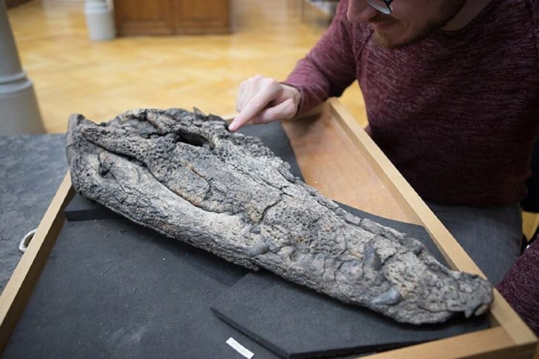 Во Вьетнаме нашли окаменелость четырехметрового крокодила. Его скелет полностью сохранился