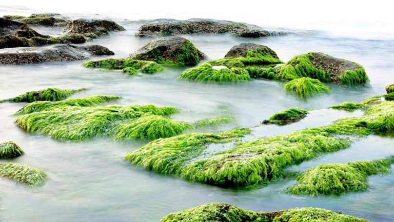 Появилась батарея из водорослей, которая питала одно устройство целый год